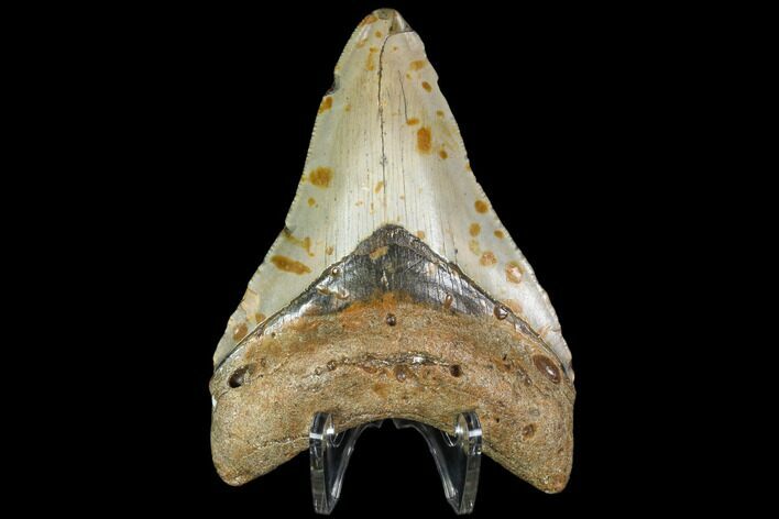 Fossil Megalodon Tooth - North Carolina #105013
